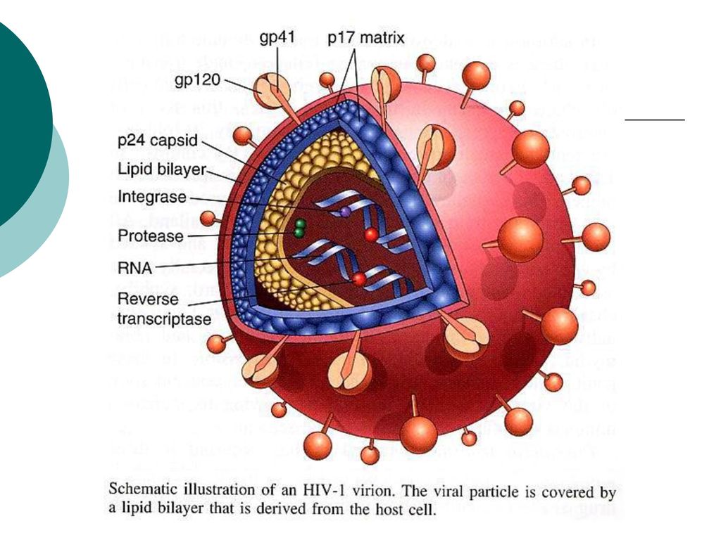 gp120病毒编码的糖蛋白--外膜蛋白 gp41--跨膜蛋白 p17 p24核心蛋白