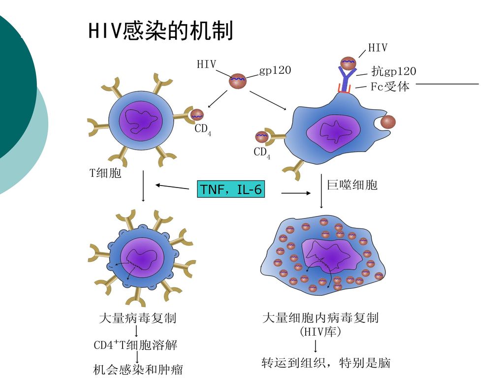 HIV感染的机制 TNF，IL-6 T细胞 趋化因子受体CXCR4 作为共受体 巨噬细胞 CCR5作为共受体