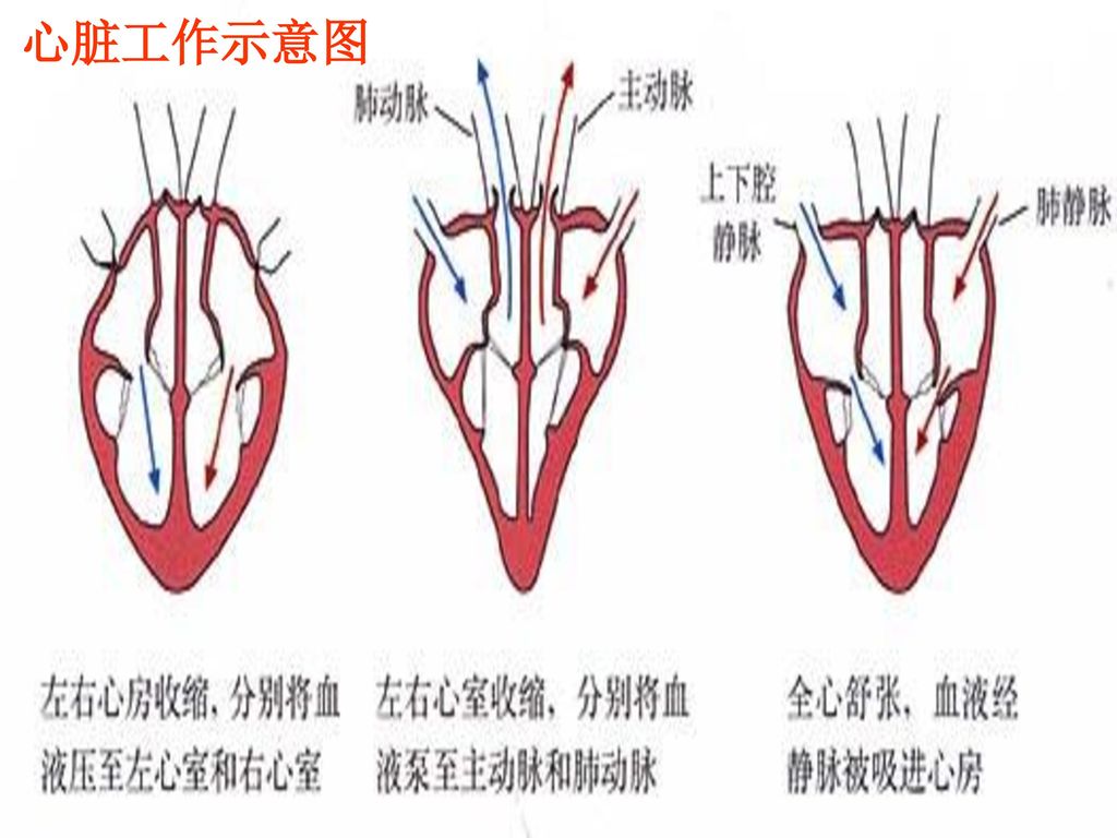 心脏的心房与心室 间有房室瓣,心室 与动脉间有动脉瓣