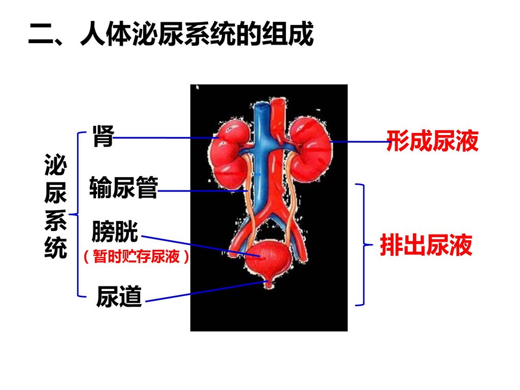 二、人体泌尿系统的组成 肾 形成尿液 泌 尿 系 统 输尿管 膀胱 排出尿液 （暂时贮存尿液） 尿道