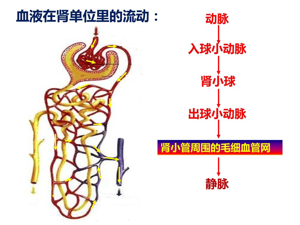 血液在肾单位里的流动： 动脉 入球小动脉 肾小球 出球小动脉 肾小管周围的毛细血管网 静脉