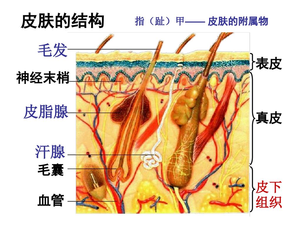 皮肤的结构 指（趾）甲—— 皮肤的附属物 毛发 表皮 神经末梢 皮脂腺 真皮 汗腺 毛囊 皮下组织 血管