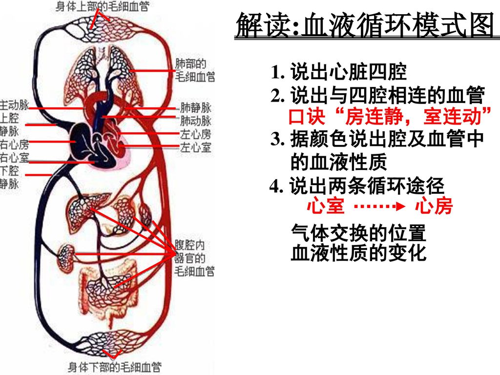 解读:血液循环模式图 1. 说出心脏四腔 2. 说出与四腔相连的血管 口诀 房连静，室连动 3. 据颜色说出腔及血管中 的血液性质