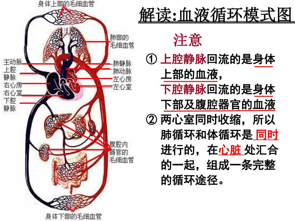 解读:血液循环模式图 注意 ① 上腔静脉回流的是身体上部的血液， 下腔静脉回流的是身体下部及腹腔器官的血液