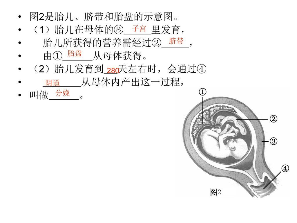图2是胎儿、脐带和胎盘的示意图。 （1）胎儿在母体的③ 里发育， 胎儿所获得的营养需经过② ， 由① 从母体获得。