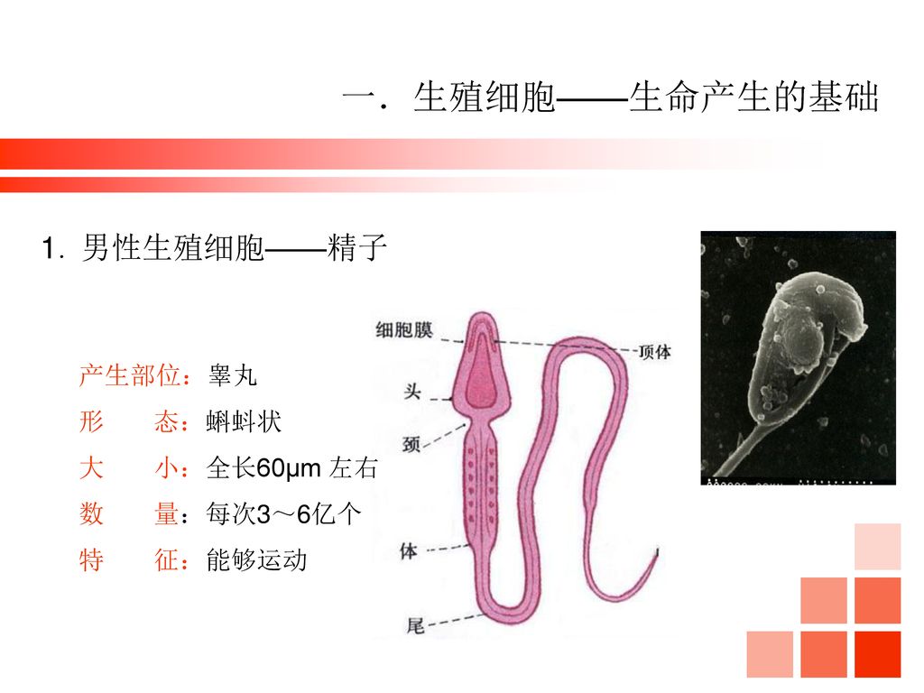 一．生殖细胞——生命产生的基础 1．男性生殖细胞——精子 产生部位：睾丸 形 态：蝌蚪状 大 小：全长60μm 左右 数 量：每次3～6亿个