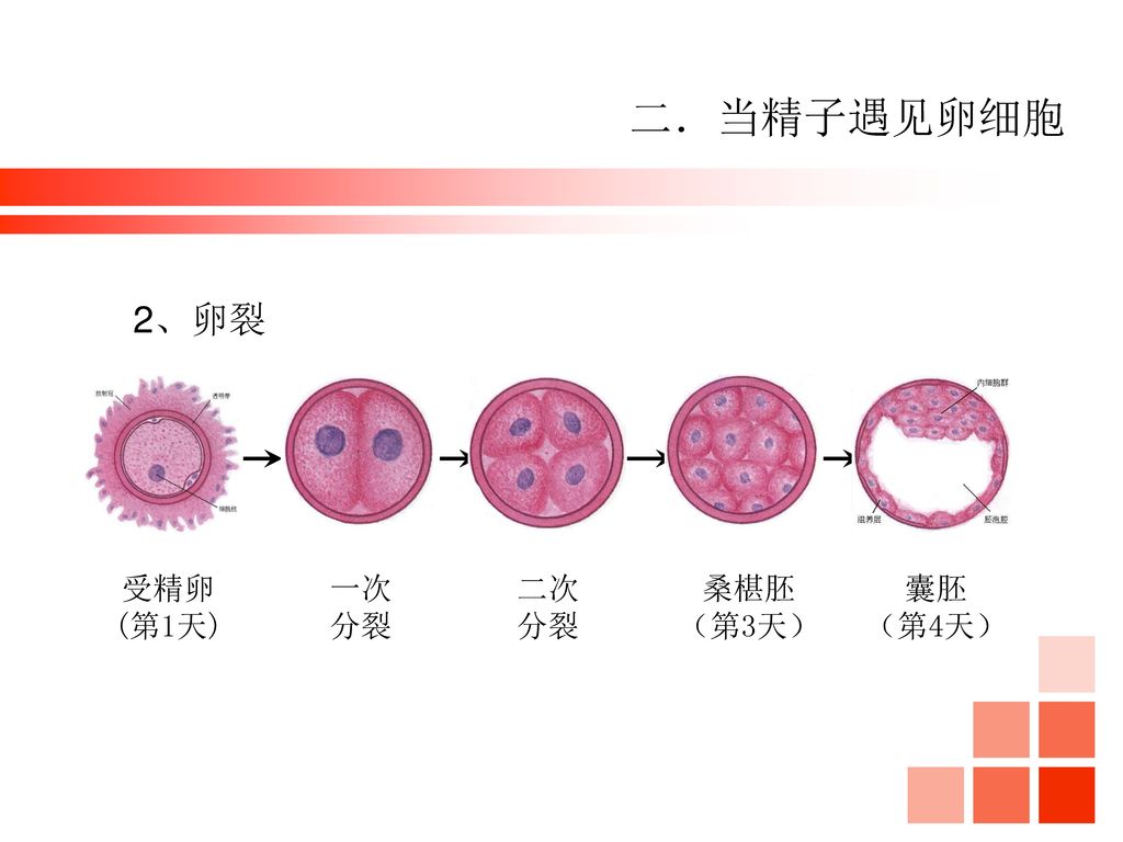 二．当精子遇见卵细胞 2、卵裂 受精卵(第1天) 一次 分裂 二次 分裂 桑椹胚 （第3天） 囊胚 （第4天）