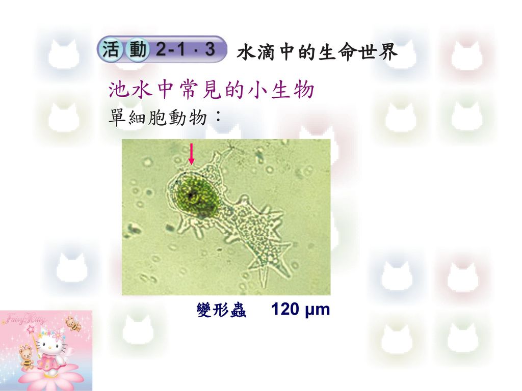 水滴中的生命世界 池水中常見的小生物 單細胞動物： 變形蟲 120 μm