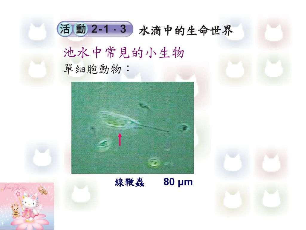 水滴中的生命世界 池水中常見的小生物 單細胞動物： 線鞭蟲 80 μm