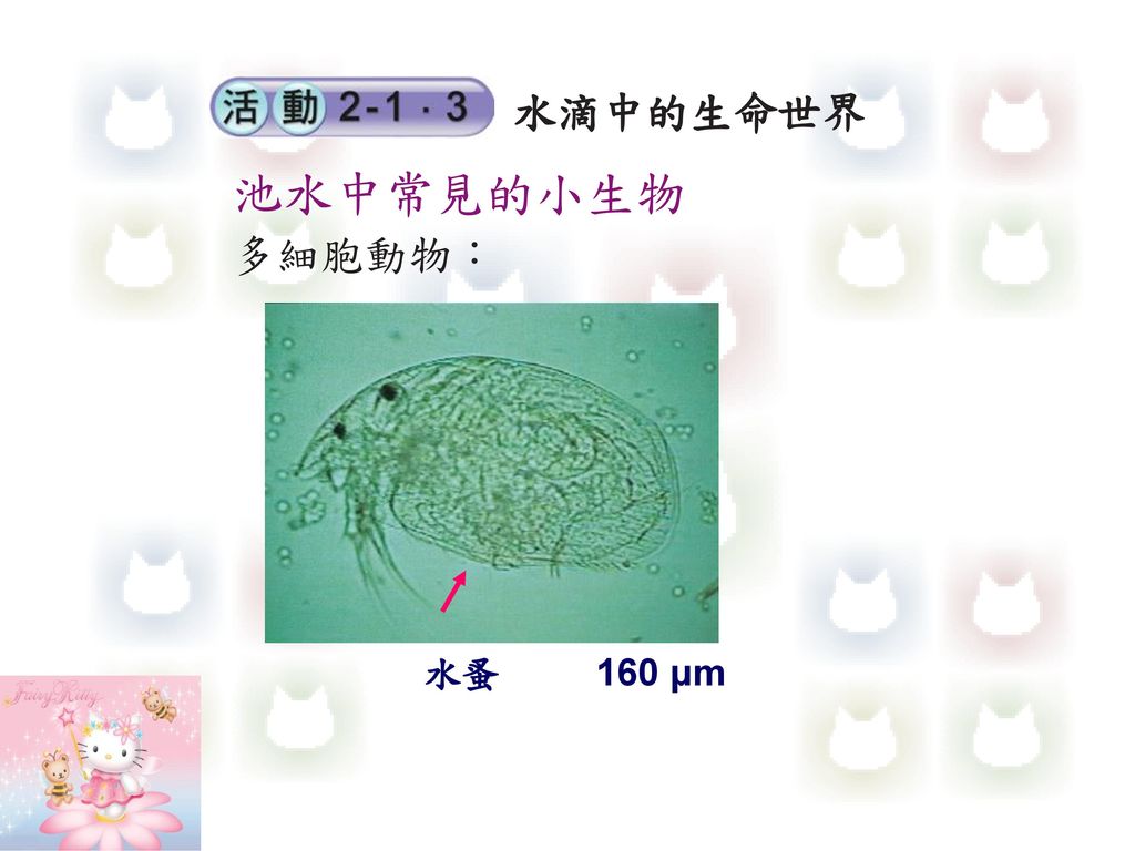 水滴中的生命世界 池水中常見的小生物 多細胞動物： 水蚤 160 μm