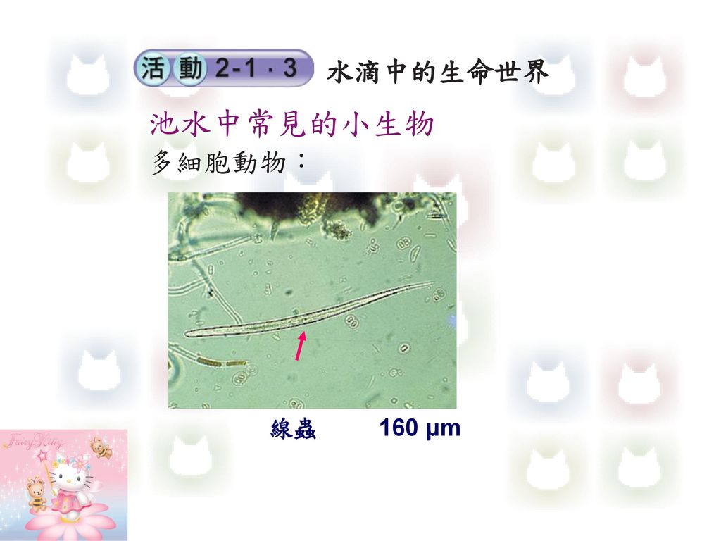水滴中的生命世界 池水中常見的小生物 多細胞動物： 線蟲 160 μm