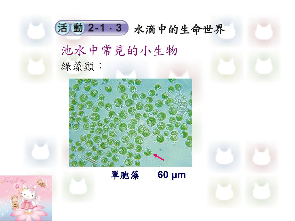 水滴中的生命世界 池水中常見的小生物 綠藻類： 單胞藻 60 μm