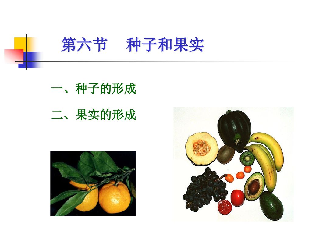 第六节 种子和果实 一、种子的形成 二、果实的形成