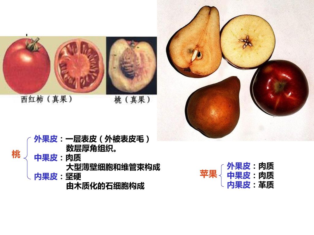 2、果实的结构 （1）真果结构（以桃为例） （2）假果结构（以苹果为例） 外果皮：一层表皮（外被表皮毛），数层厚角组织。