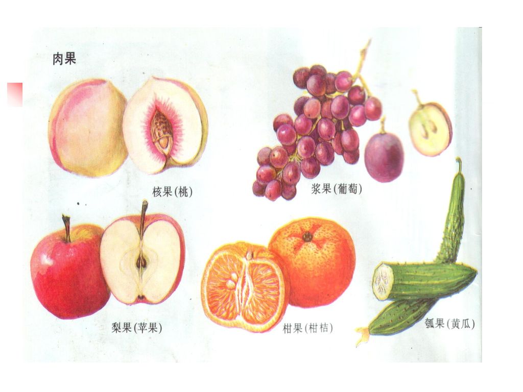 按果皮的性质对果实分类 （1）肉果：果实成熟后，肉质多汁。 根据果皮的来源和性质又可分为如下几类