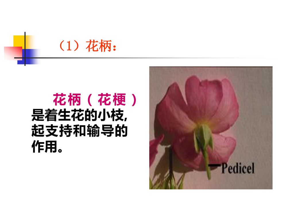 （1）花柄： 花柄（花梗）是着生花的小枝,起支持和输导的作用。