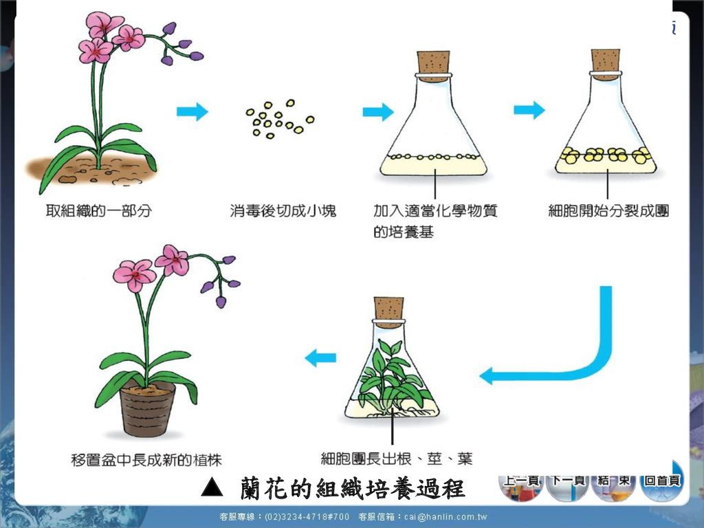  蘭花的組織培養過程
