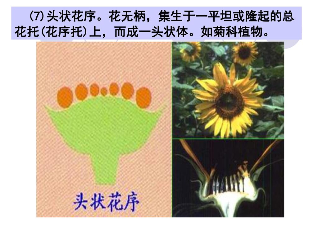 (7)头状花序。花无柄，集生于一平坦或隆起的总花托(花序托)上，而成一头状体。如菊科植物。