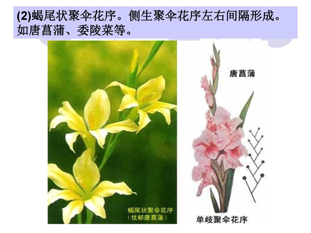 (2)蝎尾状聚伞花序。侧生聚伞花序左右间隔形成。如唐菖蒲、委陵菜等。