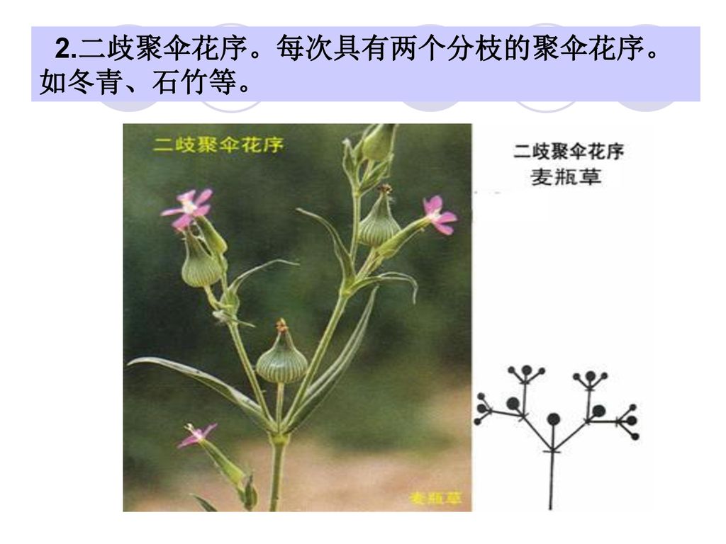 2.二歧聚伞花序。每次具有两个分枝的聚伞花序。如冬青、石竹等。