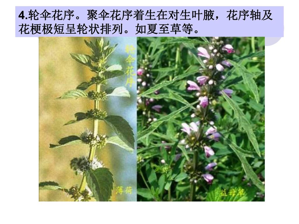 4.轮伞花序。聚伞花序着生在对生叶腋，花序轴及花梗极短呈轮状排列。如夏至草等。