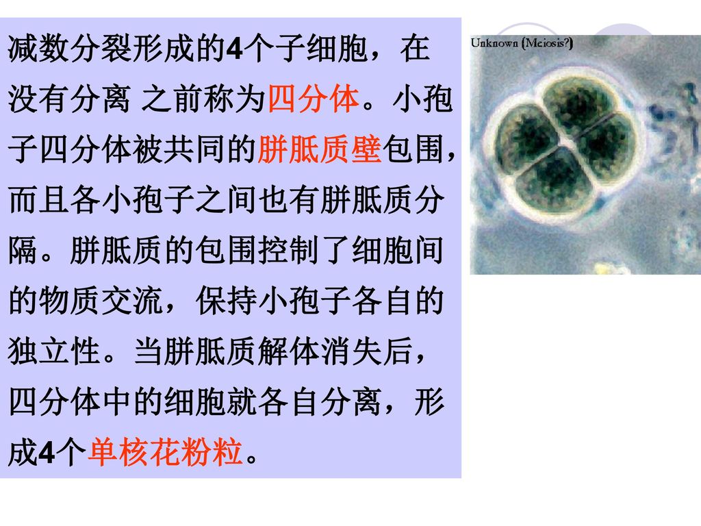减数分裂形成的4个子细胞，在没有分离 之前称为四分体。小孢子四分体被共同的胼胝质壁包围，而且各小孢子之间也有胼胝质分隔。胼胝质的包围控制了细胞间的物质交流，保持小孢子各自的独立性。当胼胝质解体消失后，四分体中的细胞就各自分离，形成4个单核花粉粒。