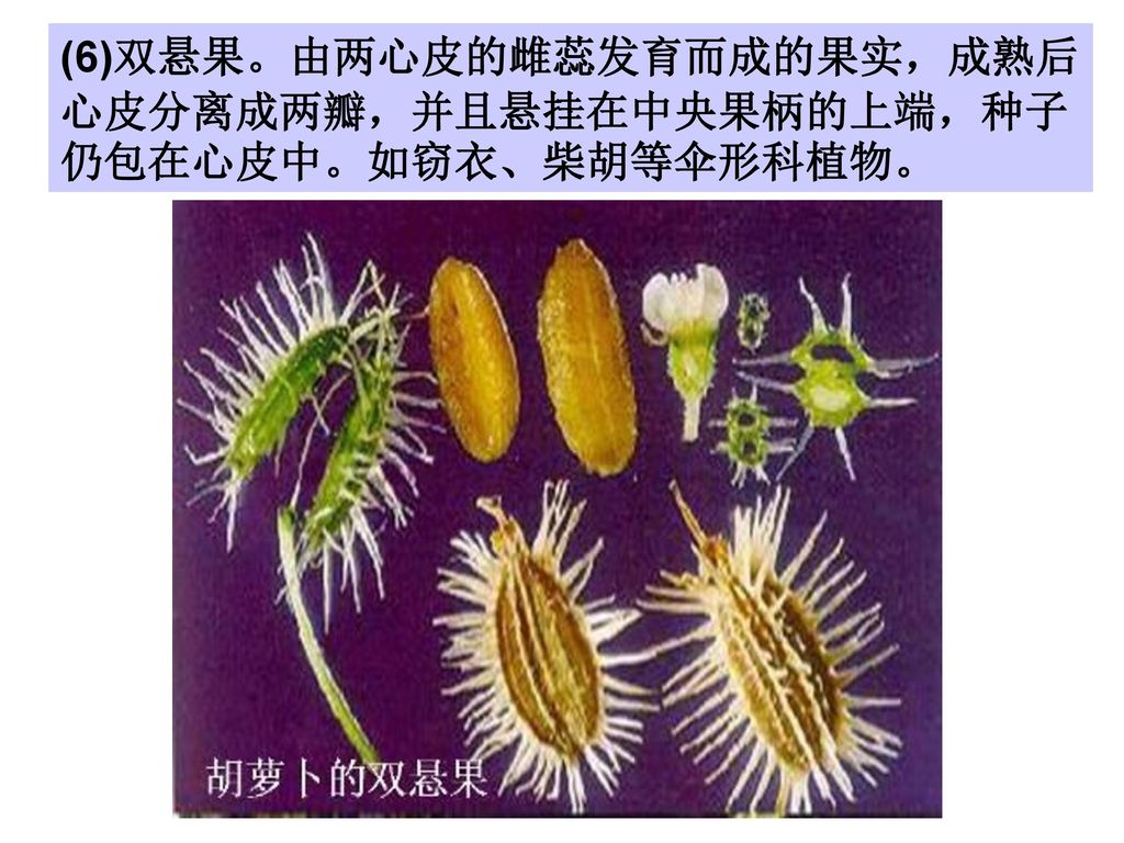 (6)双悬果。由两心皮的雌蕊发育而成的果实，成熟后心皮分离成两瓣，并且悬挂在中央果柄的上端，种子仍包在心皮中。如窃衣、柴胡等伞形科植物。
