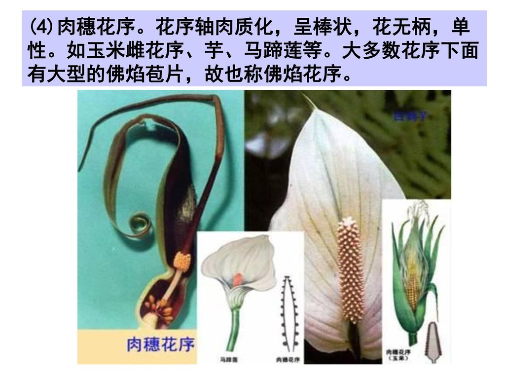(4)肉穗花序。花序轴肉质化，呈棒状，花无柄，单性。如玉米雌花序、芋、马蹄莲等。大多数花序下面有大型的佛焰苞片，故也称佛焰花序。