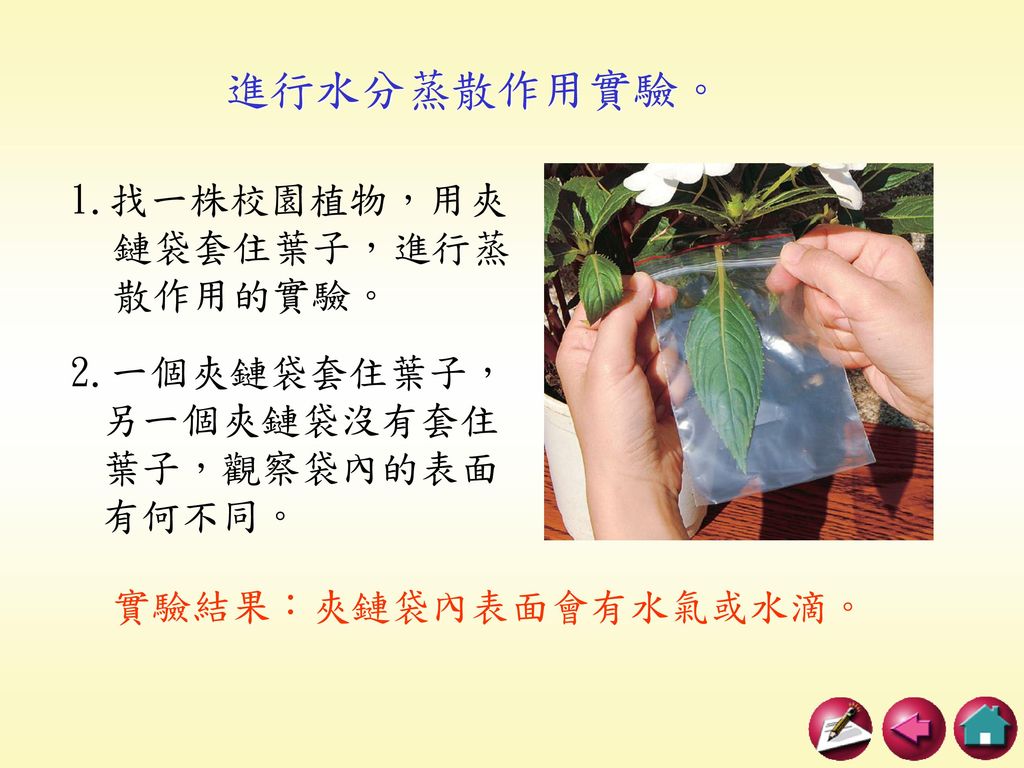 進行水分蒸散作用實驗。 1.找一株校園植物，用夾鏈袋套住葉子，進行蒸散作用的實驗。