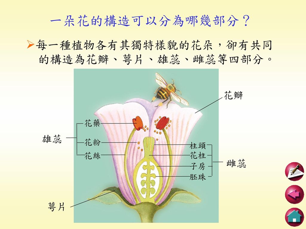 一朵花的構造可以分為哪幾部分？ 每一種植物各有其獨特樣貌的花朵，卻有共同 的構造為花瓣、萼片、雄蕊、雌蕊等四部分。 花瓣 雄蕊 雌蕊 萼片