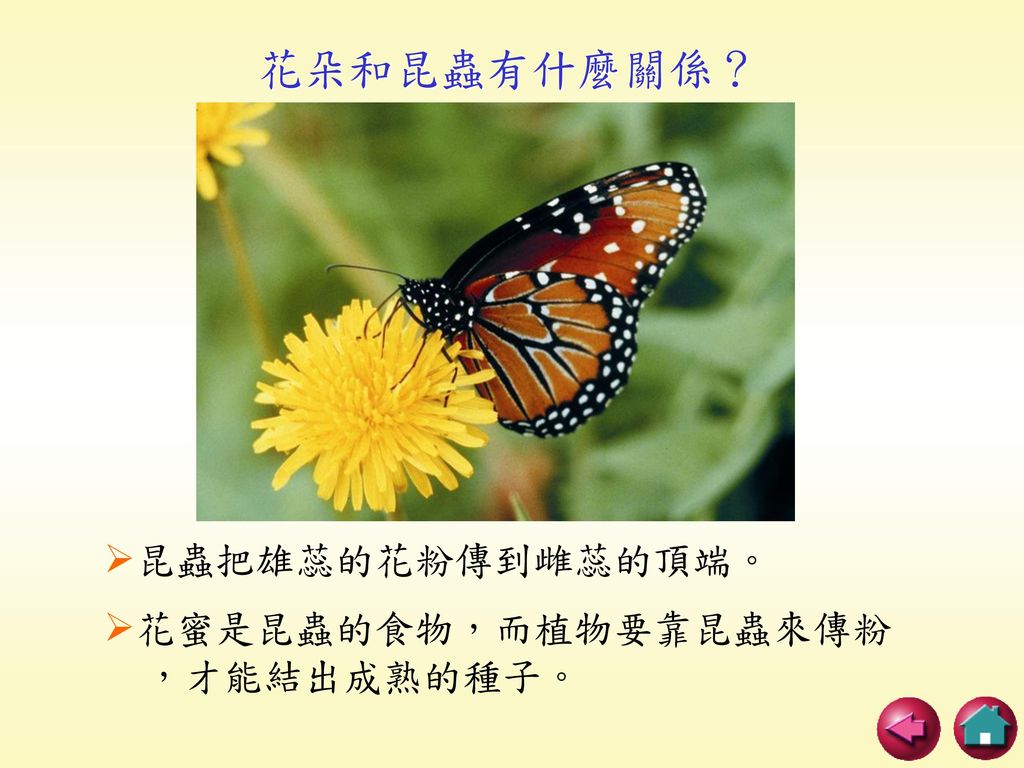 花朵和昆蟲有什麼關係？ 昆蟲把雄蕊的花粉傳到雌蕊的頂端。 花蜜是昆蟲的食物，而植物要靠昆蟲來傳粉 ，才能結出成熟的種子。