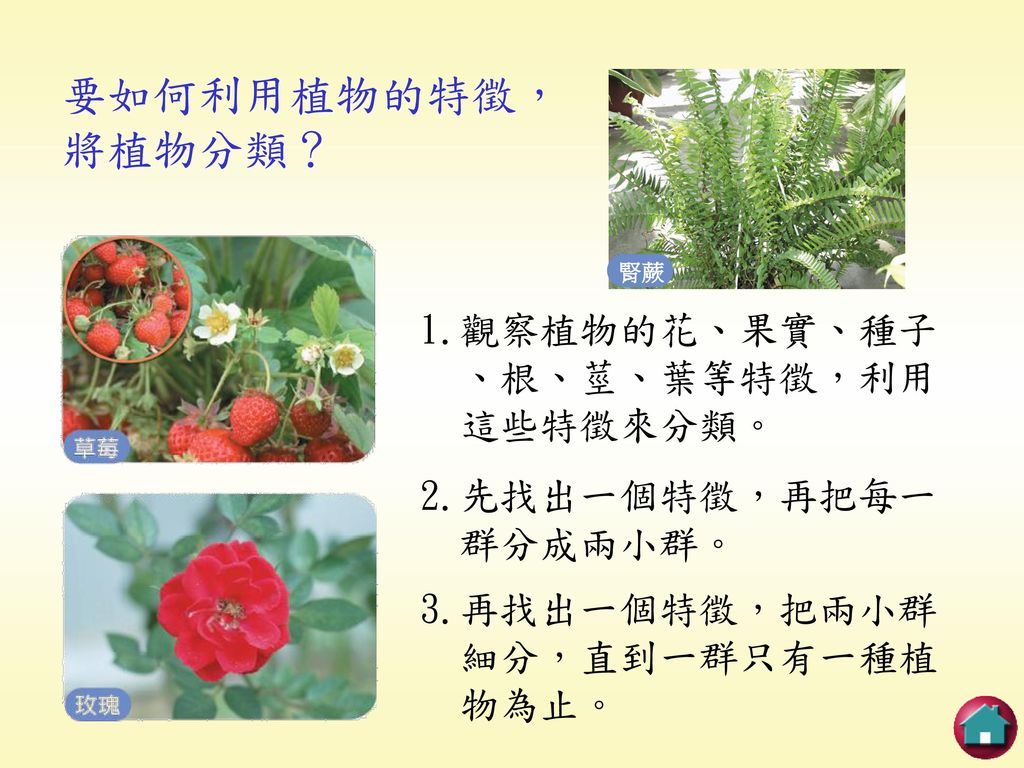 要如何利用植物的特徵， 將植物分類？ 1.觀察植物的花、果實、種子 、根、莖、葉等特徵，利用 這些特徵來分類。 2.先找出一個特徵，再把每一