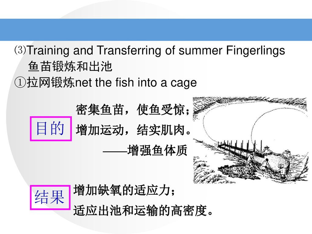 Chapter 5 Fry and fingerling rearing of main cultured fish 主要 