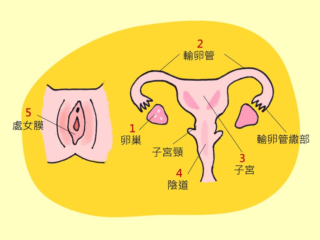 2 輸卵管 5 處女膜 1 卵巢 輸卵管繖部 子宮頸 3 子宮 4 陰道