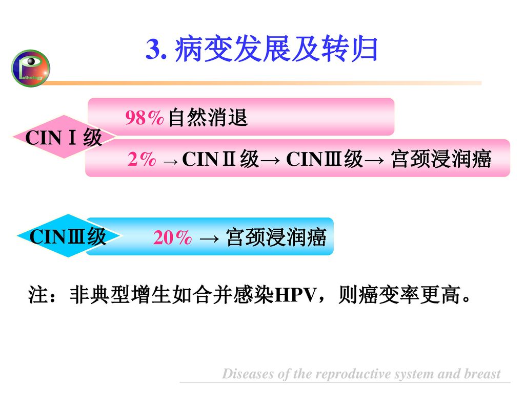 3. 病变发展及转归 98%自然消退 CINⅠ级 2% → CINⅡ级→ CINⅢ级→ 宫颈浸润癌 CINⅢ级 20% → 宫颈浸润癌