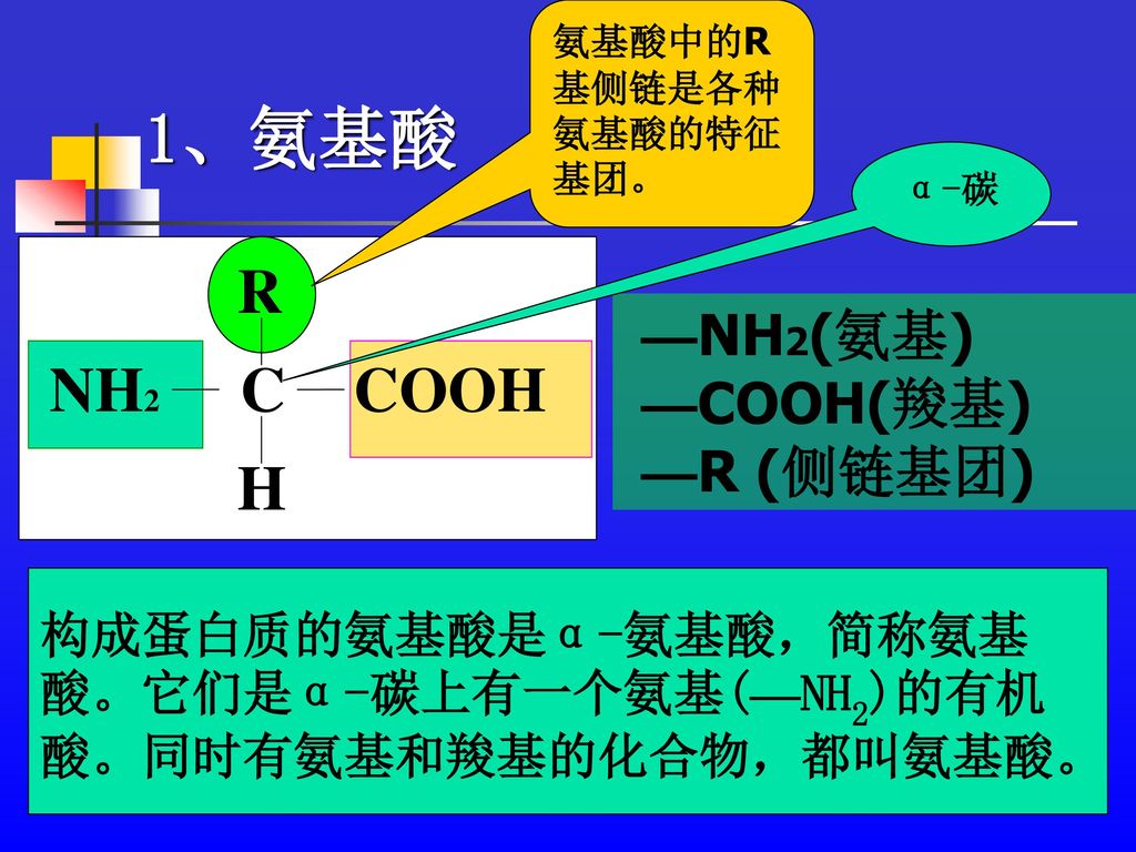 1、氨基酸 R C H COOH NH2 —NH2(氨基) —COOH(羧基) —R (侧链基团) 构成蛋白质的氨基酸是α-氨基酸，简称氨基