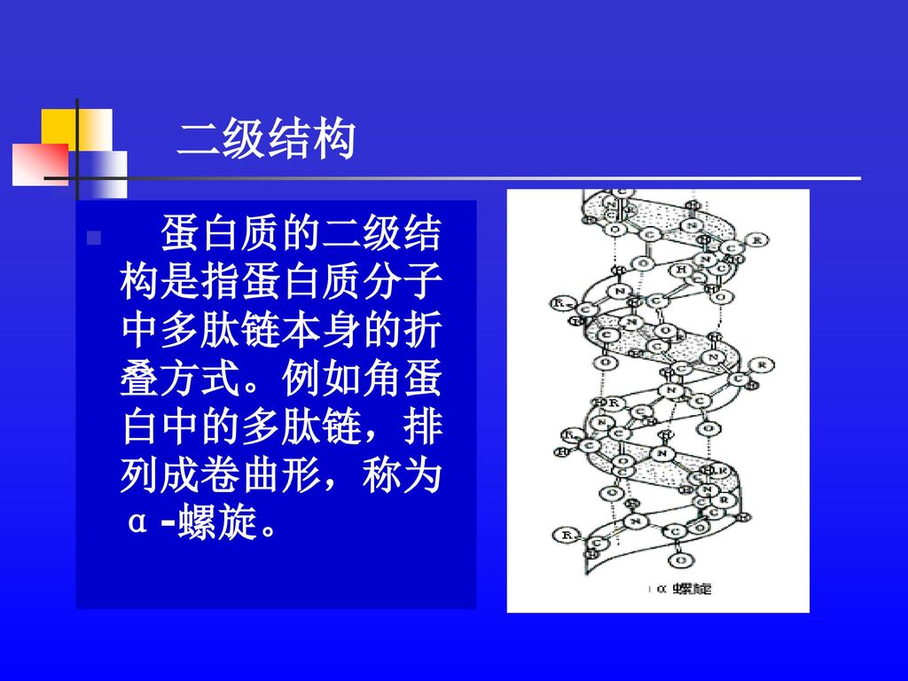 二级结构 蛋白质的二级结构是指蛋白质分子中多肽链本身的折叠方式。例如角蛋白中的多肽链，排列成卷曲形，称为α-螺旋。