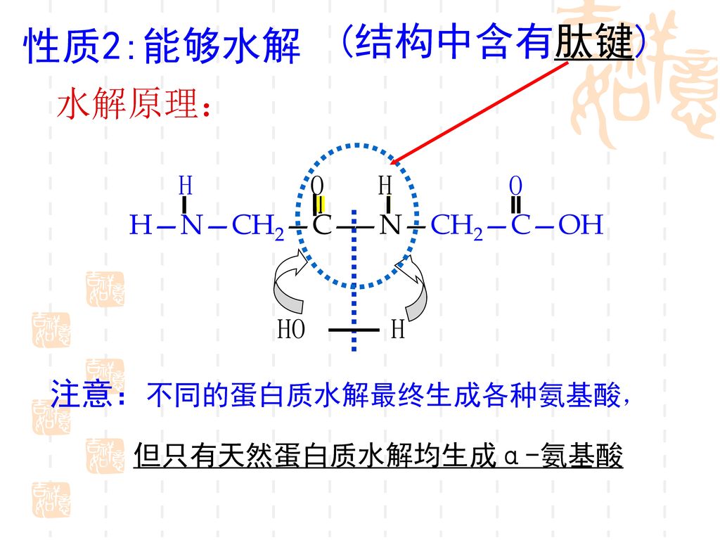 (结构中含有肽键) 性质2:能够水解 水解原理： 注意：不同的蛋白质水解最终生成各种氨基酸， O H H—N—CH2—C—