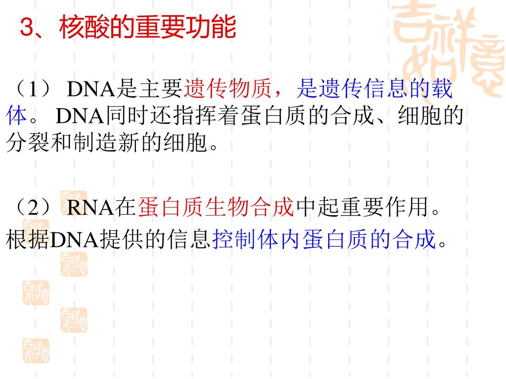 3、核酸的重要功能 （1） DNA是主要遗传物质，是遗传信息的载体。 DNA同时还指挥着蛋白质的合成、细胞的分裂和制造新的细胞。 （2） RNA在蛋白质生物合成中起重要作用。 根据DNA提供的信息控制体内蛋白质的合成。