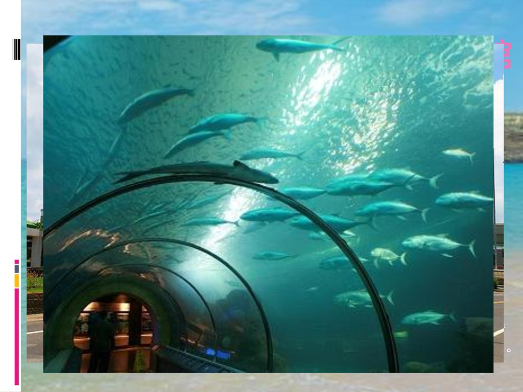澎湖水族館 開放時間： 每天上午十一點與下午三點都有真人的餵魚秀 每日8：30~17：00