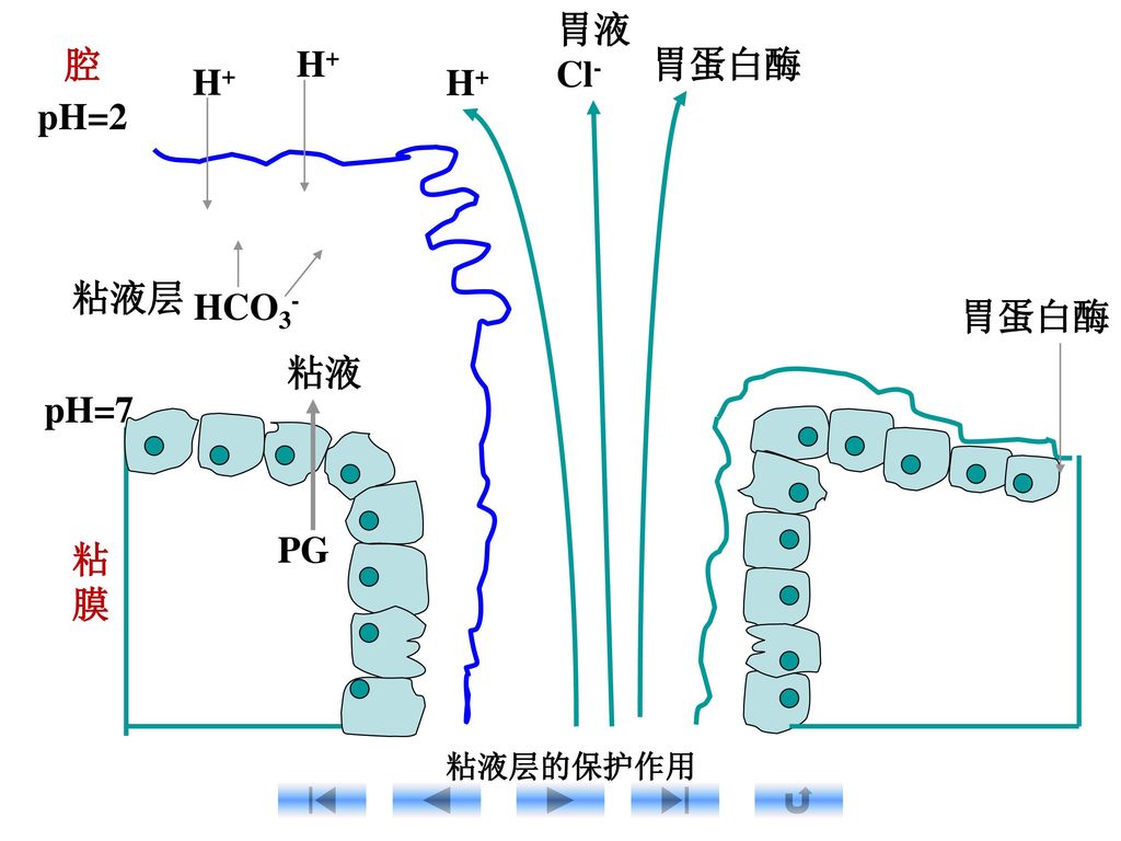 胃液 Cl- 腔 H+ 胃蛋白酶 H+ H+ pH=2 粘液层 HCO3- 胃蛋白酶 粘液 pH=7 PG 粘 膜 粘液层的保护作用
