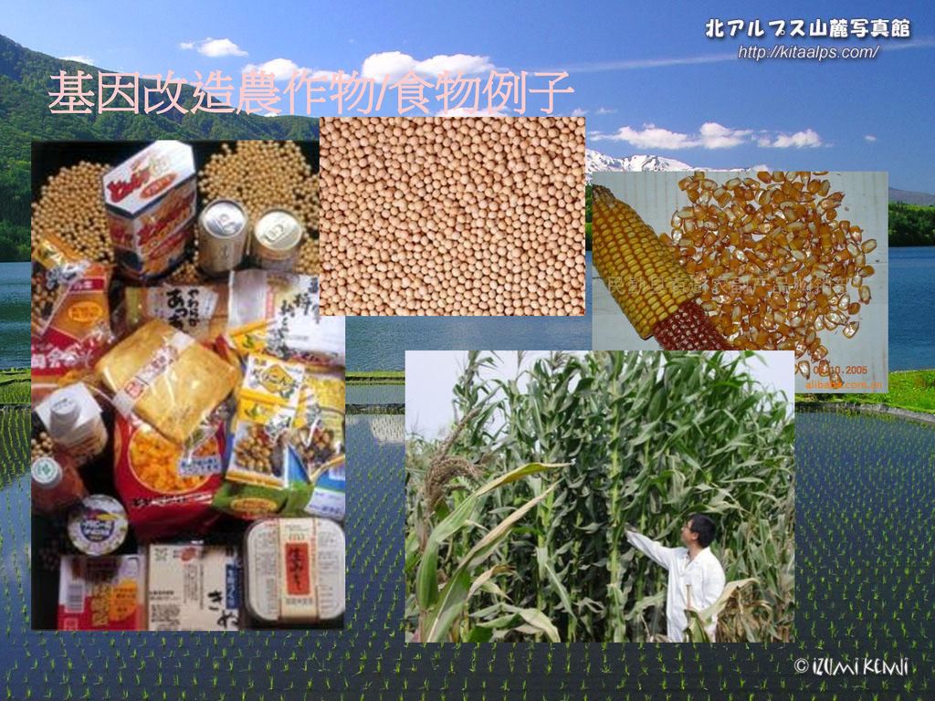 基因改造農作物/食物例子