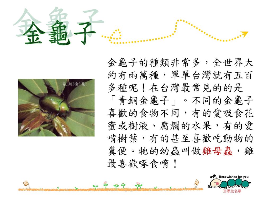 金龜子 金龜子的種類非常多，全世界大約有兩萬種，單單台灣就有五百多種呢！在台灣最常見的的是「青銅金龜子」。不同的金龜子喜歡的食物不同，有的愛吸食花蜜或樹液、腐爛的水果，有的愛啃樹葉，有的甚至喜歡吃動物的糞便。牠的幼蟲叫做雞母蟲，雞最喜歡啄食唷！