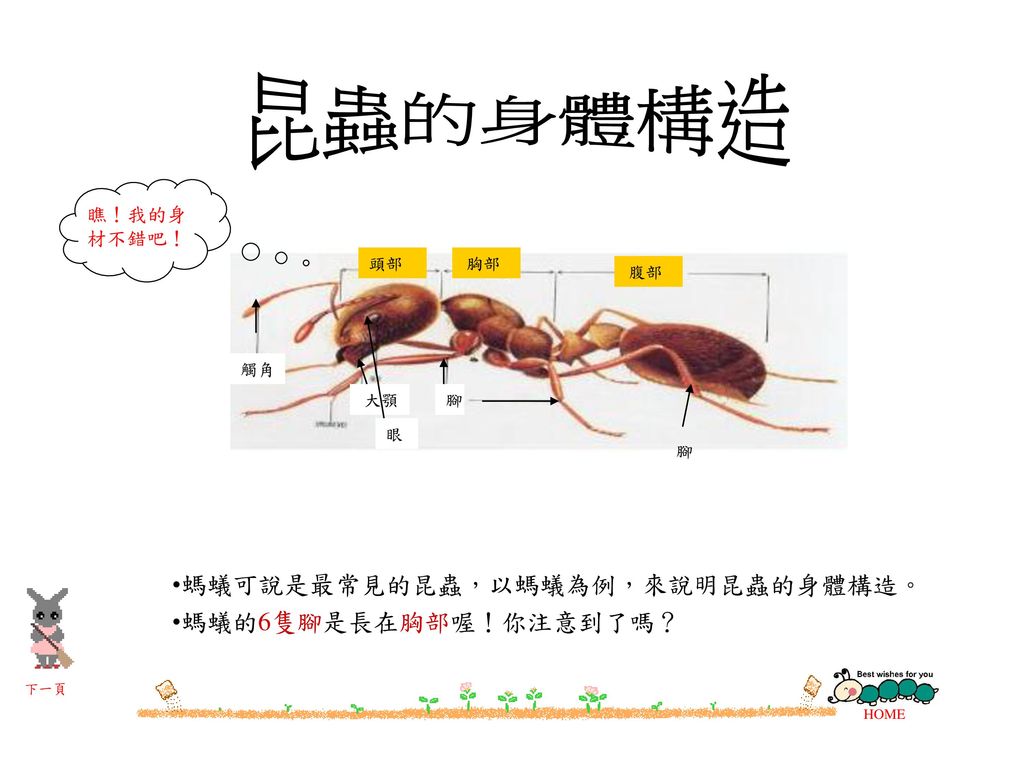 昆蟲的身體構造 螞蟻可說是最常見的昆蟲，以螞蟻為例，來說明昆蟲的身體構造。 螞蟻的6隻腳是長在胸部喔！你注意到了嗎？ 瞧！我的身材不錯吧！