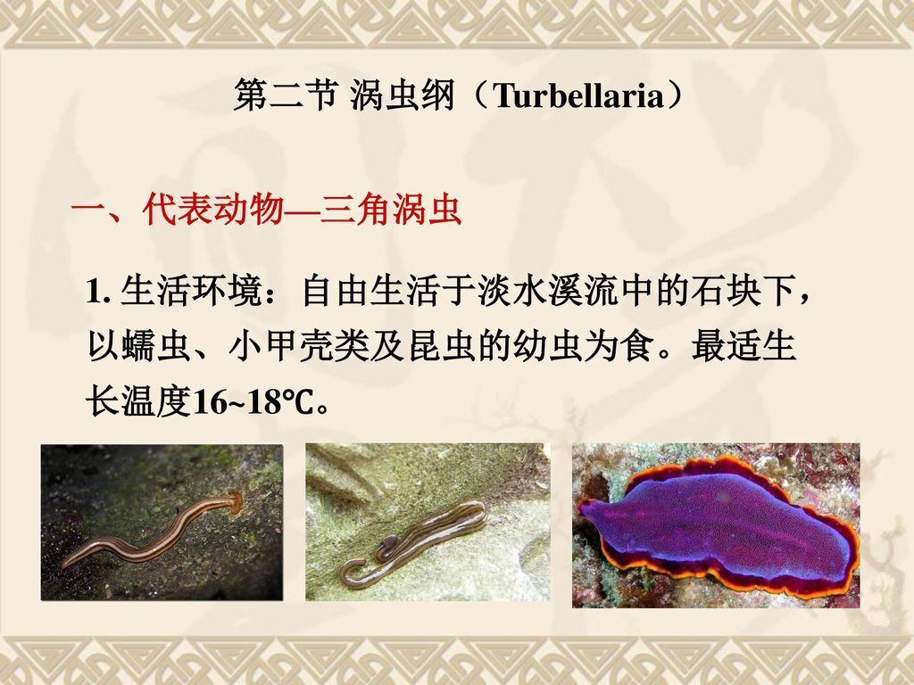 第六章扁形动物门 Platyhelminthes Ppt Download