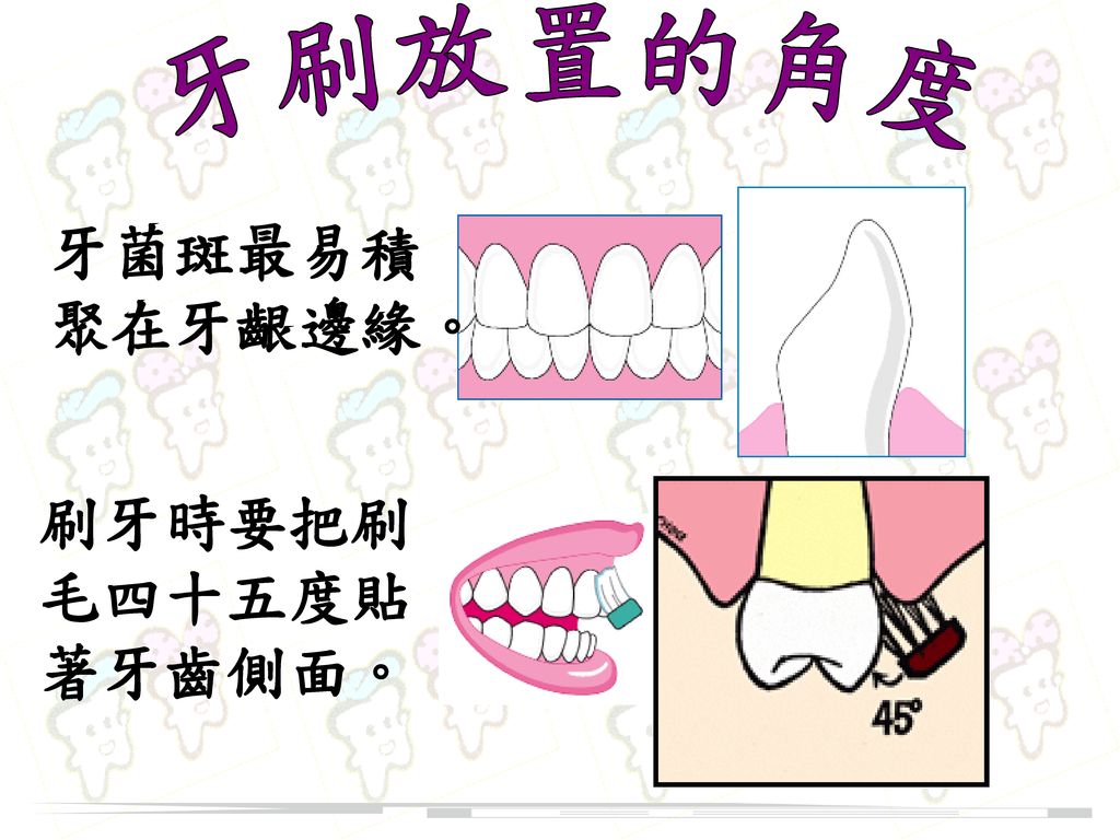 牙刷放置的角度 牙菌斑最易積聚在牙齦邊緣。 刷牙時要把刷毛四十五度貼著牙齒側面。