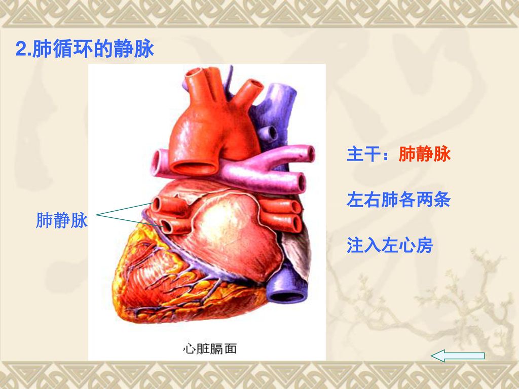 2.肺循环的静脉 肺静脉 主干：肺静脉 左右肺各两条 注入左心房