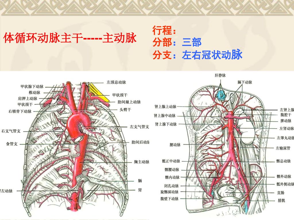行程： 分部：三部 分支：左右冠状动脉 体循环动脉主干-----主动脉