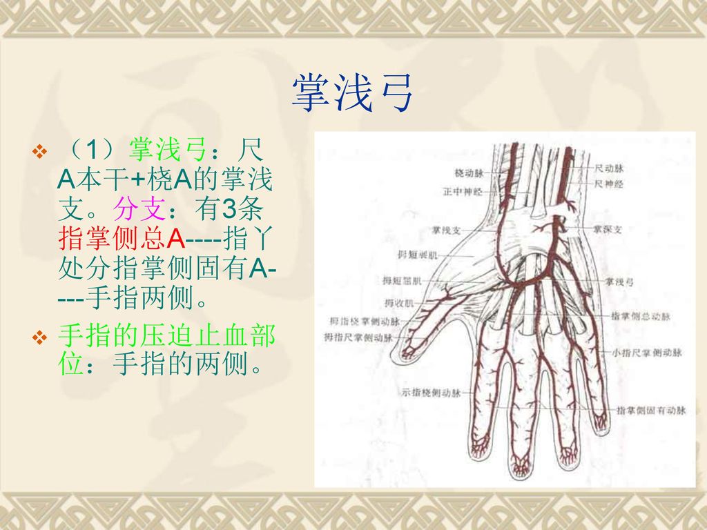 掌浅弓 （1）掌浅弓：尺A本干+桡A的掌浅支。分支：有3条指掌侧总A----指丫处分指掌侧固有A----手指两侧。