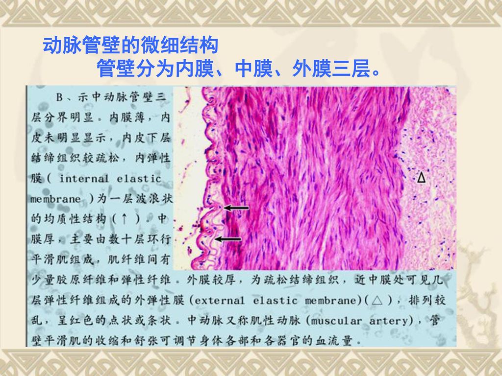 动脉管壁的微细结构 管壁分为内膜、中膜、外膜三层。